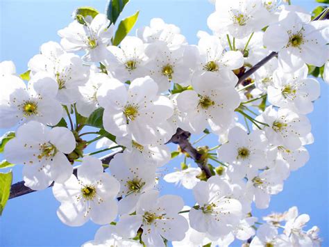 Imágenes De Flores Blancas Imágenes