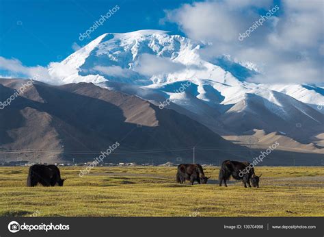 XINJIANG, CHINA - May 21 2015: Yak at Karakul Lake. a famous landscape on the Karakoram Highway ...
