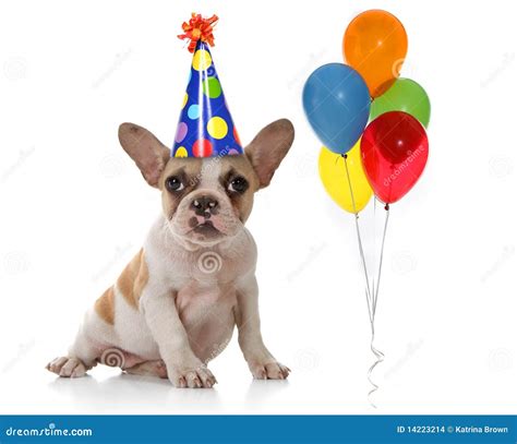 Dog With Birthday Party Hat And Balloons Stock Photo Image Of Breed