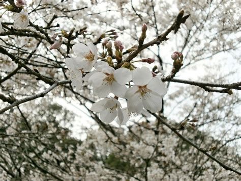 Free Images Branch Plant Flower Spring Produce Cherry Blossom