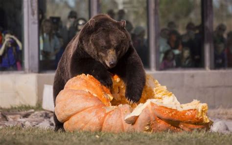 600 Pound Bear Receives A 770 Pound Pumpkin Treat Bear Lovely
