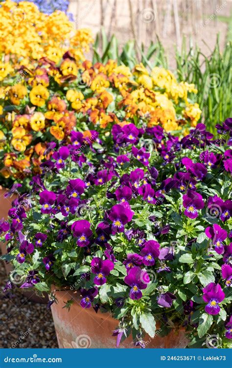 Colourful Viola Cornuta Flowers In Terracotta Plants Pots Photographed