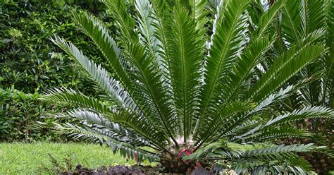 While all parts of the plant are dangerous due to the toxin cycasin, the seeds contain the highest amounts. Animal Poison Control Alert: Beware of Sago Palms | ASPCA