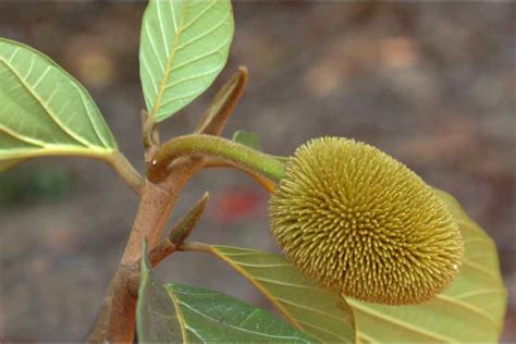 Artocarpus Hirsutus ~ Everything You Need To Know With Photos Videos