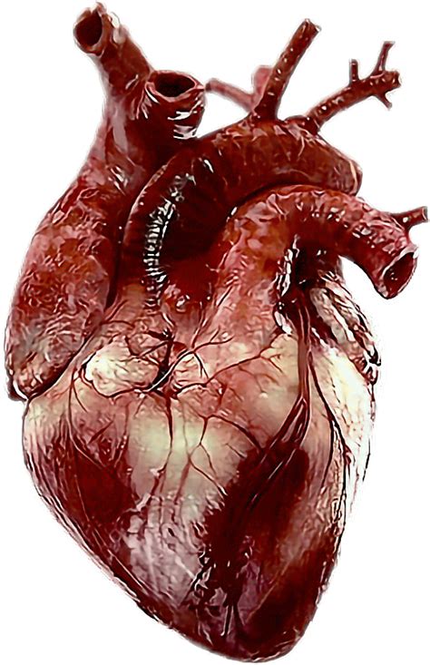 Human Heart Png Download Image Png Arts