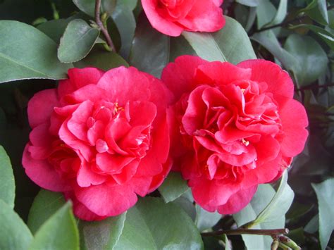 Camellia Flower The Winter Queen Camellia Flower Growing Tips