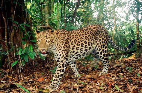 The Animal Wildlife Macan Tutul Jawa Java Leopardpanthera Pardus Melas
