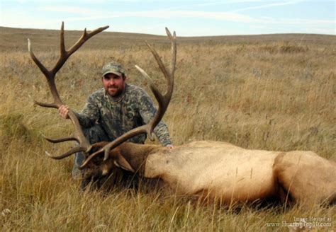 Elk Hunting Alberta Canada At