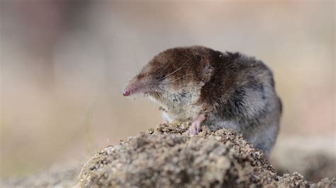 How New Small Mammals Have Caused An Invasional Meltdown