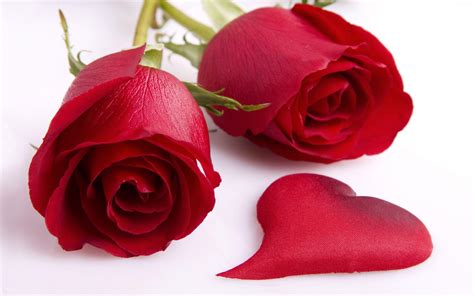 Romantic Love Flowers Wallpapers Top Free Romantic Love Flowers