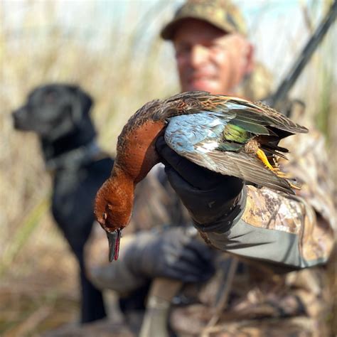 Cinnamon Teal Species Info And Hunting Ramsey Russells