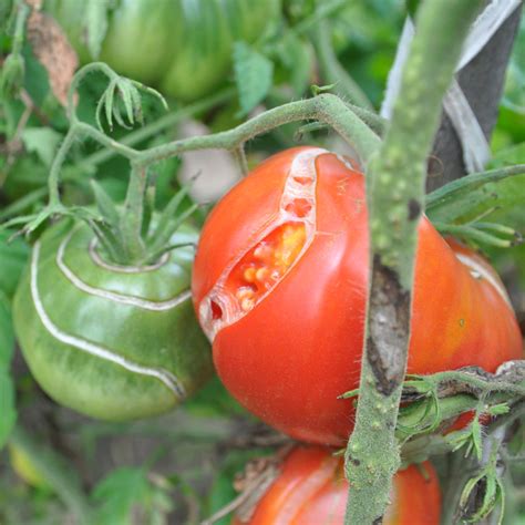 How To Keep Tomatoes From Splitting And Cracking As They Grow