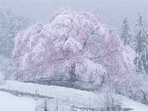 Snow Covered Cherry Blossom Flowers Provide A Serene Way To Capture The