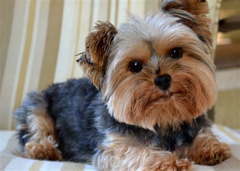 Yorkies are generally very smart and require nutritionally appropriate diet in small portions. 10 Best Dog Foods For Yorkies (2021 Guide)