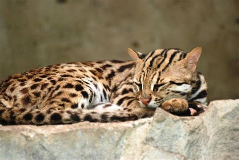 Chinese Leopard Cat At Saigon Zoo 160312 Leopard Cat Small Wild