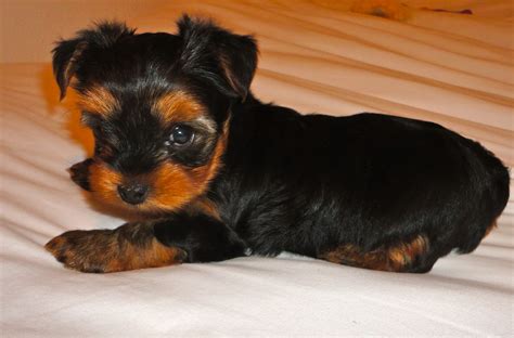 We did not find results for: Courtney's AKC Yorkies: Yorkie Puppies 6 Weeks Old