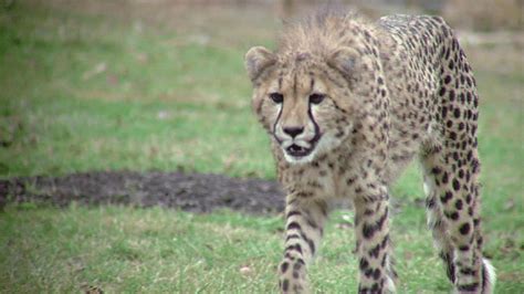 Cheetah Population In Peril Cincinnati Zoo Committed To Conservation