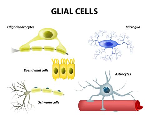 Glial Cells Discovery Importance Types And Functions