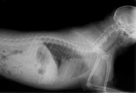 Most Common Tumors And Cancers Found In Dogs Petmd