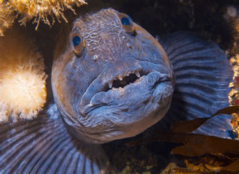 18 Of The Worlds Ugliest Fish The Oddballs Of The Ocean Animal Corner