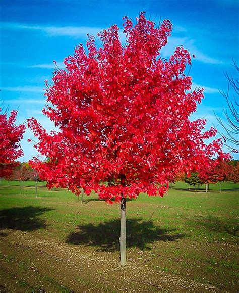 Red Maple Tree Live Plant 4 8 Inch Seedling Fast Growing
