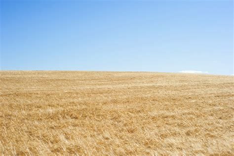 wheat-pictures-download-free-images-on-unsplash-photo,-free-images,-download-free-images