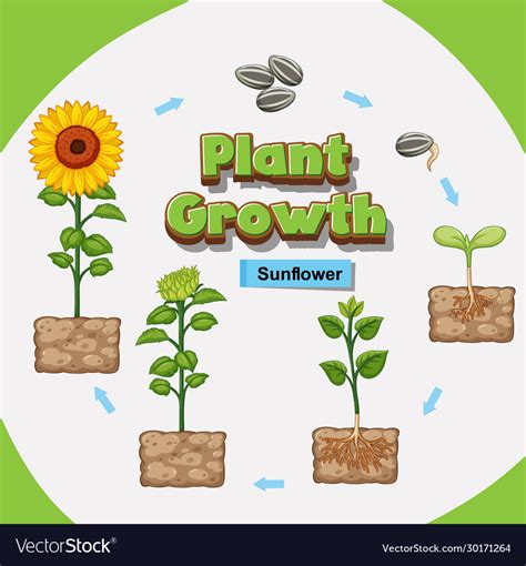 Diagram showing how plants grow from seed to Vector Image