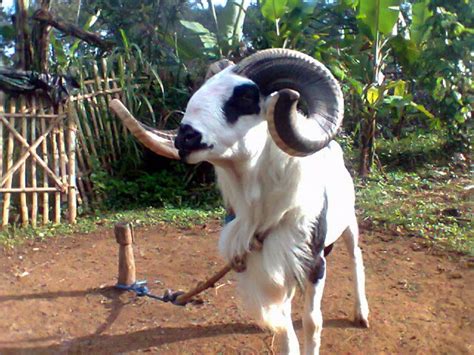Kumpulan gambar mewarnai domba untuk anak paud dan tk. FOTO GAMBAR DOMBA GARUT