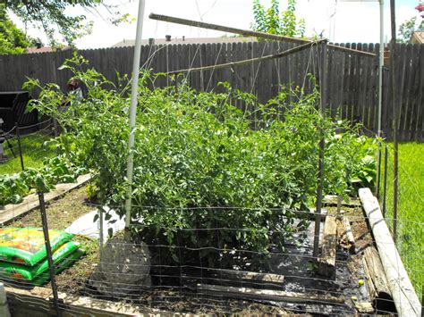 The juliet tomato plant is a great growing option for both the beginner gardener all the way down the line to the expert farmer. PlantFiles Pictures: Lycopersicon, Tomato 'Juliet' (Lycopersicon lycopersicum) by PotEmUp