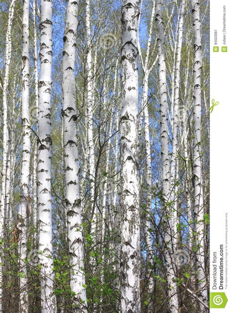 White Birch Trees With Beautiful Birch Bark Stock Image Image Of