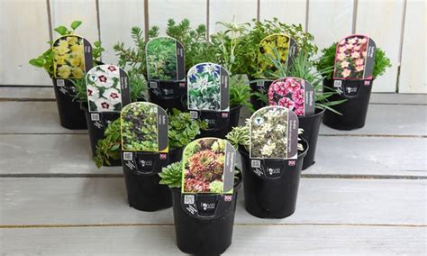 Up To 28 Off Alpine Plant Collection Groupon