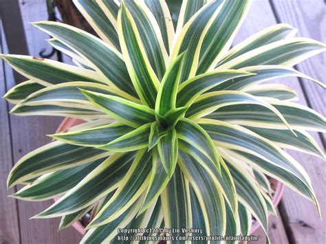 The dracaena lemon lime plant has gorgeous foliage and doesn't take a lot of time or effort to care for. Plant Database forum: Confused about Dracaena 'Lemon ...