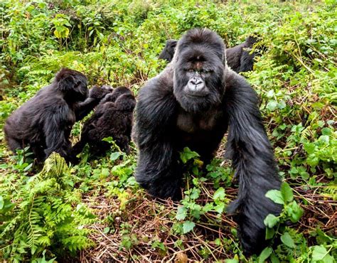 Uganda Archives Saso Gorilla Safaris Uganda