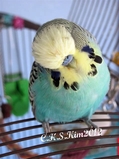 My Fluffy Head English Budgie Puffin He Is A Single Factor Type Ii
