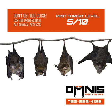 Bat Removal Pest Library Omnis Pest Control