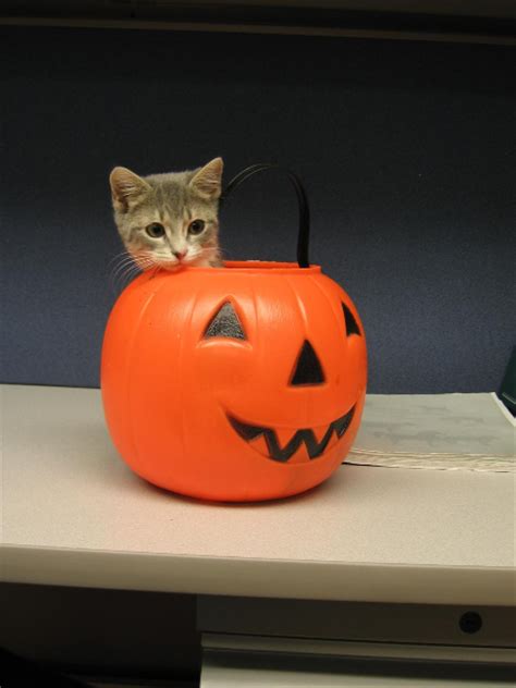 The website with the homepage anchor animal hospital provides content on the pages 750 state rd dartmouth ma 02747, about and employment application. Veterinary Hospital in Southcoast Massachusetts | Anchor ...