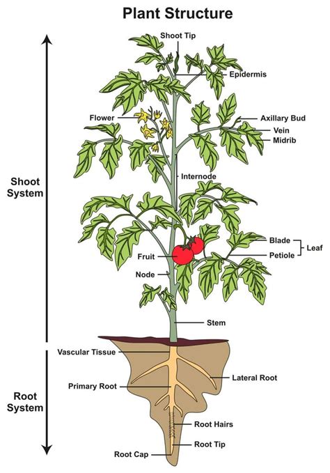 The Parts Of A Tomato Plant Labeled In This Diagram Are Shown With