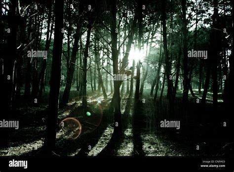 Sunlight Through Trees In Forest Stock Photo Alamy