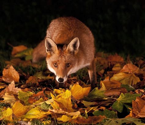 Autumn Fox Wallpapers Wallpaper Cave