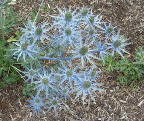 You'll want to plant sea holly in dry to medium sandy soil in a location that boasts full sun. Sea Holly | UMass Amherst Greenhouse Crops and ...