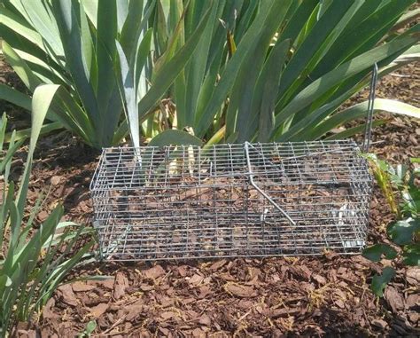 The secret to keeping garden pests such as aphids and potato beetles at bay might be lurking in your even though the repellent is natural, be careful when using it. Natural Squirrel Repellent Ideas - Keep Squirrels out of ...