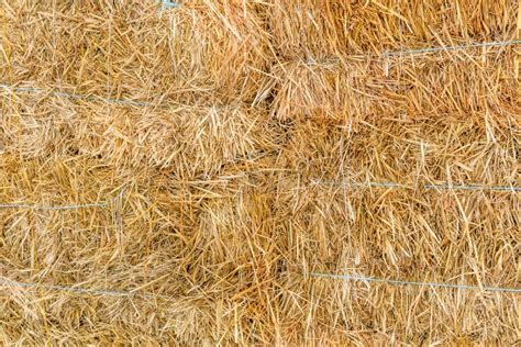 Texture Of The Dry Hay For The Background Stock Photo Image Of