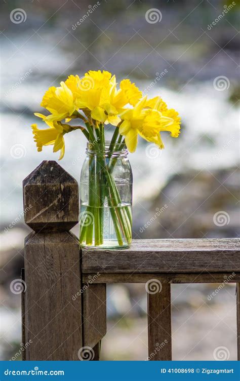Daffodil Flowers In A Jar Stock Photo Image Of Blossom 41008698