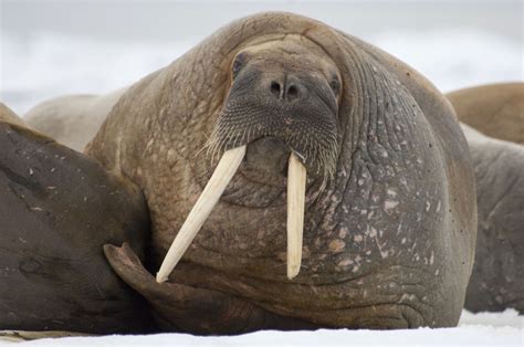 Hinterland Whos Who Atlantic Walrus
