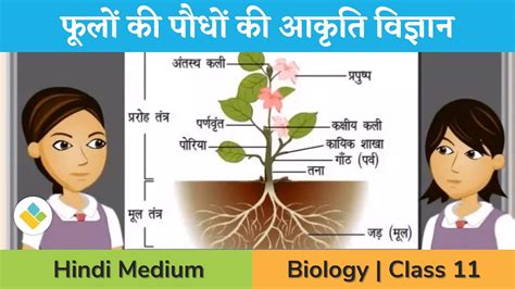 Morphology Of Flowering Plants Class 11 Angiosperms Modifications