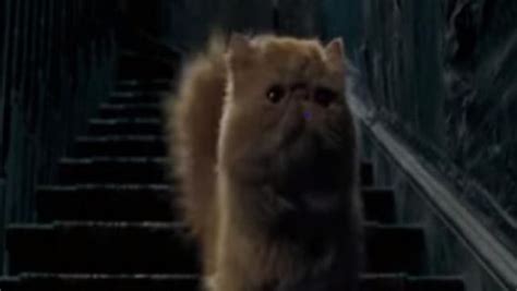 El Gato De Hermione Granger Pattenrond También Conocido Como