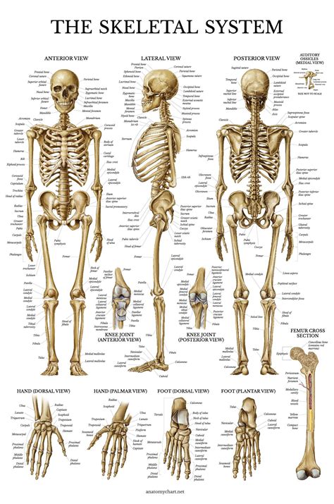 Skeletal System Anatomical Chart Laminated Human Skeleton Anatomy Poster 18 X 27 Buy