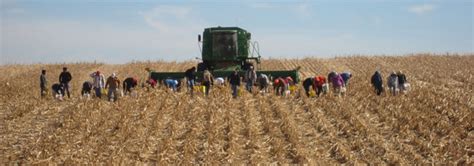 Harvesting Downed Corn Cropwatch University Of Nebraskalincoln
