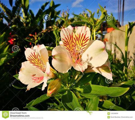 L'erba pignola gialla (sedum acre) è una pianta tappezzante sempreverde. Fiori Bianchi Con Centro Giallo : Orchidea Cymbidium Viridea Orchidea Fiori Grandi Fiori ...