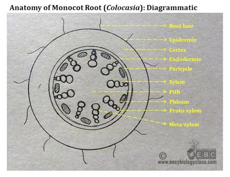 A stem is one of two main structural axes of a vascular plant. Monocot Root Cross Section Structure (with PPT ...